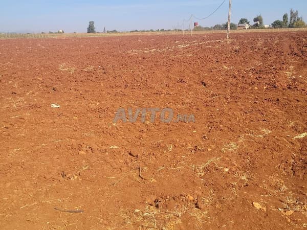 Excellente terre agricole à vendre en périphérie de Meknès