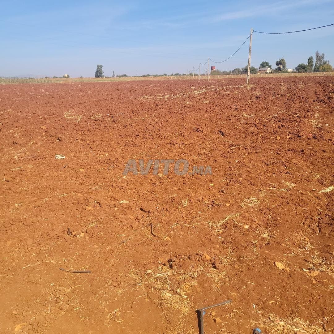 Excellente terre agricole à vendre en périphérie de Meknès