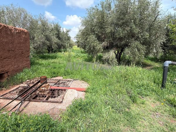 Joli terrain de 30 000 m2 avec 300 oliviers