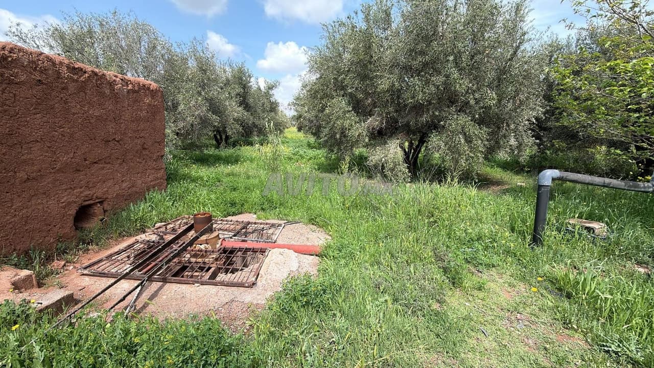 Joli terrain de 30 000 m2 avec 300 oliviers