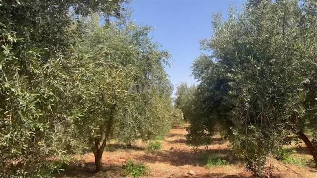 أرض فلاحية للكراء