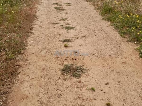 Landwirtschaftliches Grundstück zum Verkauf nahe Tiflet