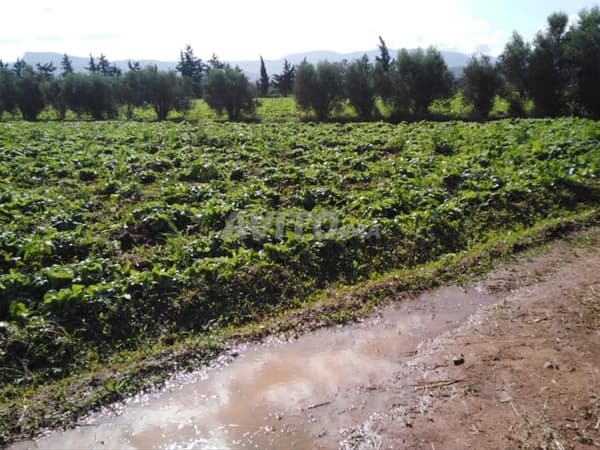 Terrain agricole de 9 hectares Berkane