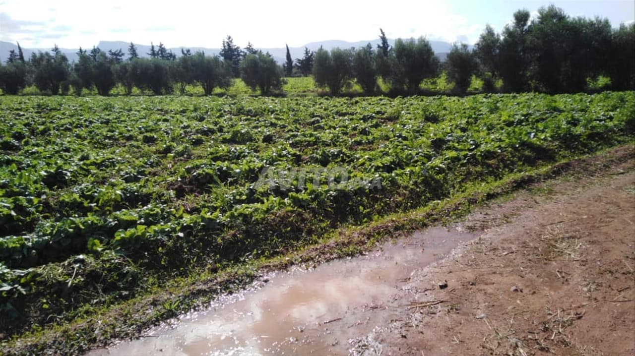 Terrain agricole de 9 hectares Berkane