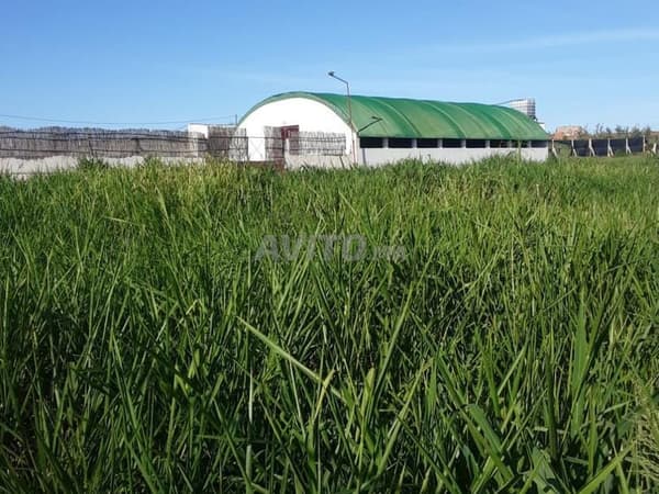 2 hectares titrés et équipés près de la ville de Tifelt