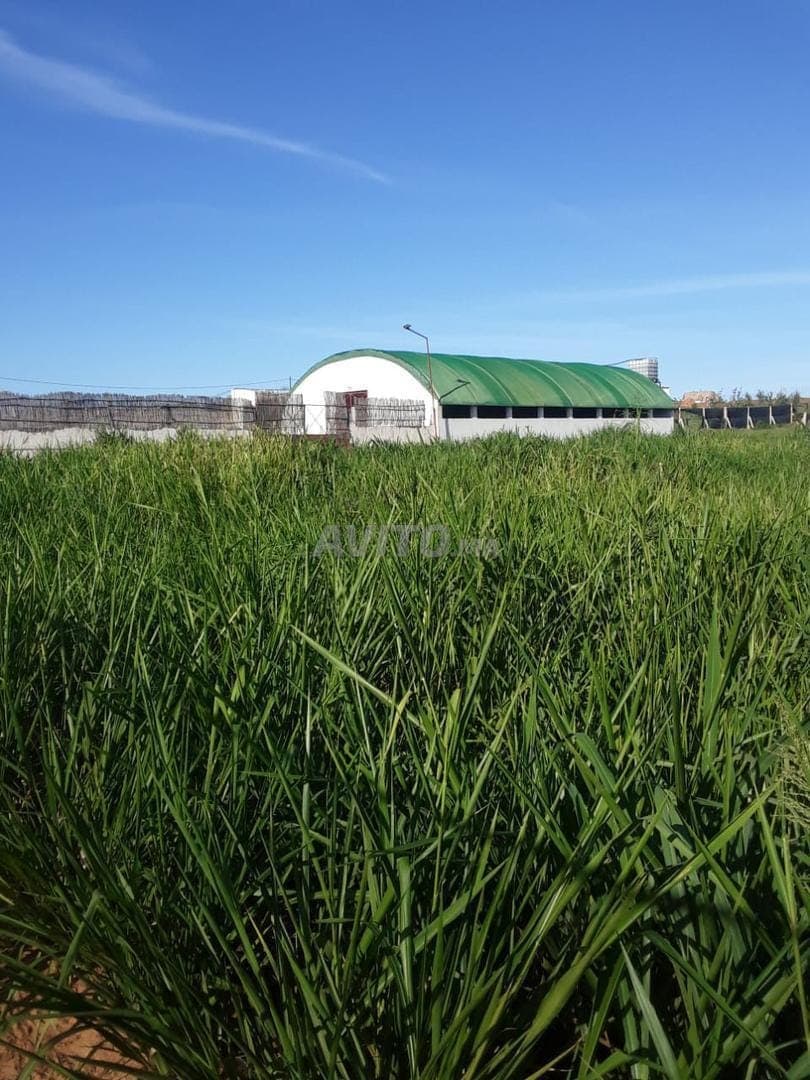 2 hectares titrés et équipés près de la ville de Tifelt