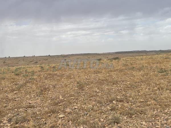 Private agricultural land for sale in the commune of Sidi Dahaj