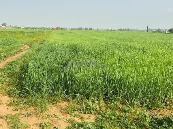 Hectare agricole à 2 km de Tiflet, sans intermédiaire