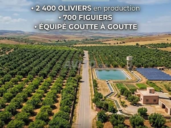 Agricultural estate for sale in Khemisset, 13 hectares