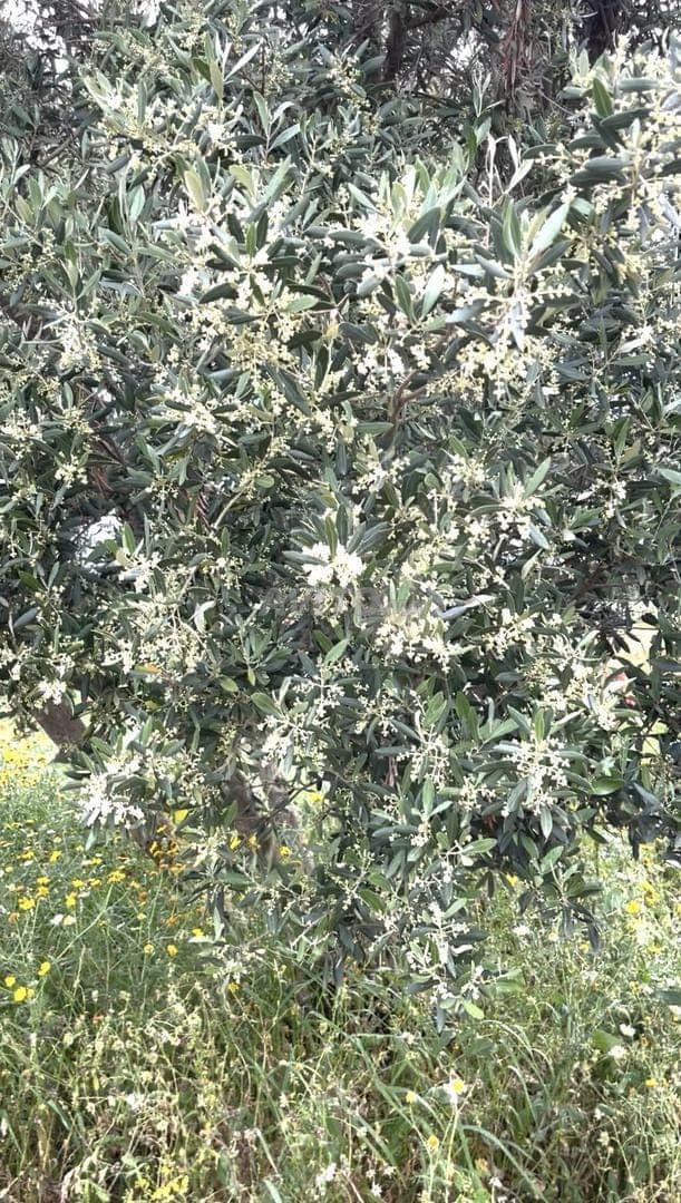 Ferme irriguée à louer près de Casablanca