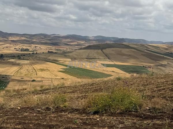 Terrain hectare et quart près de Ben Slimane