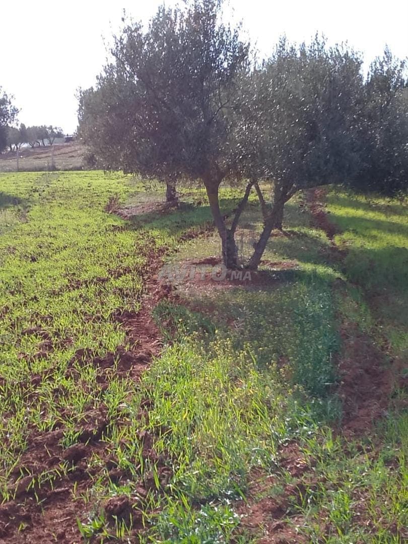 Terrain agricole 1h12ares
