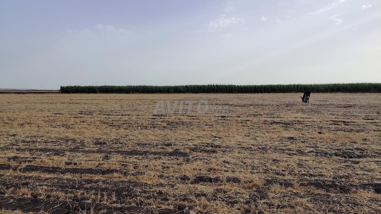 1.15 ha milkiya à mallila Benslimane