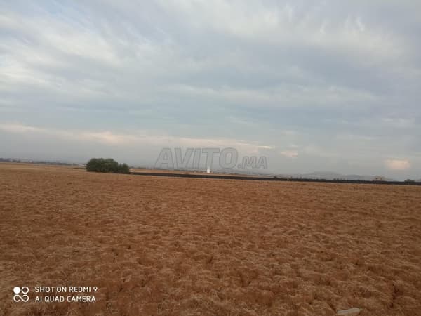 Ksar El Kbir ... environ combien et demi