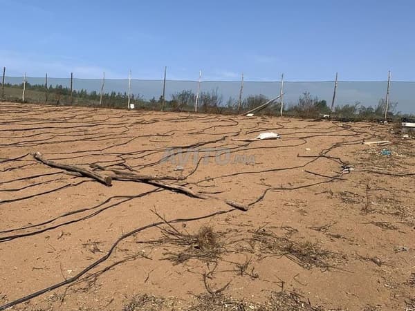 Terreno agricolo Ouled Berjal