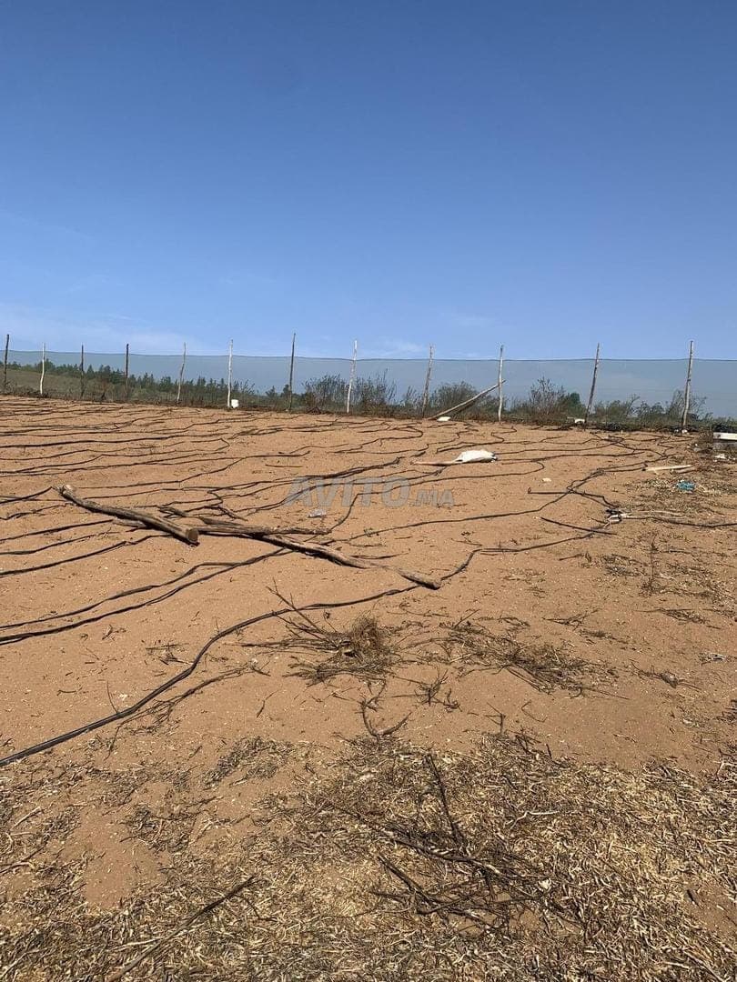 Terreno agricolo Ouled Berjal