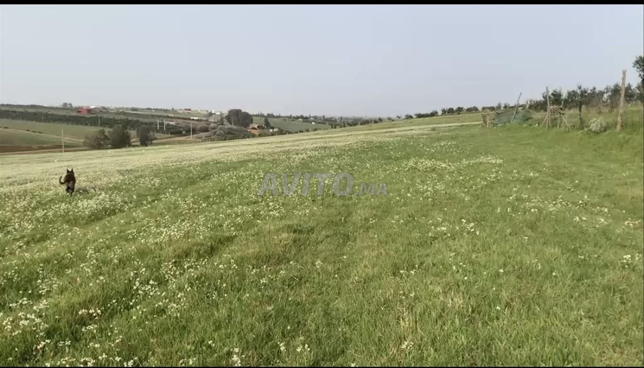 Agrarland in der Region Qotbiine zwischen Khemisset und Tifelt