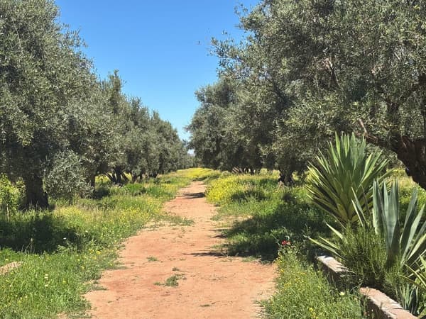 Terrain pour villa 24703 m² à vendre à Marrakech Route De Fes