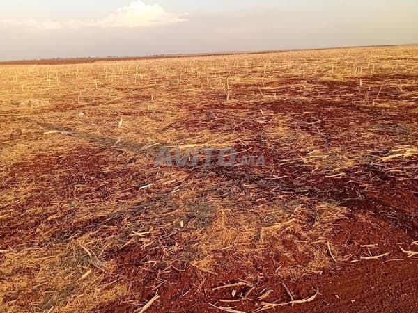 Grundstück von 3 Hektar mit Eigentumstitel in Ouled Said
