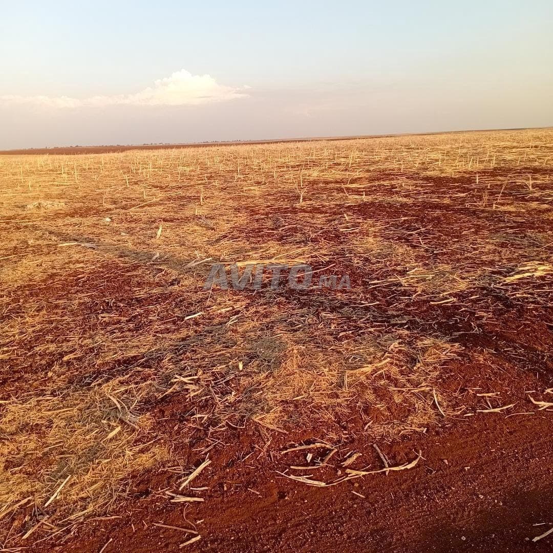 Grundstück von 3 Hektar mit Eigentumstitel in Ouled Said