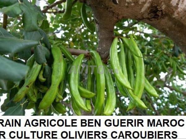 Terrain agricole Titre foncier 36 Hectares Ben Guérir