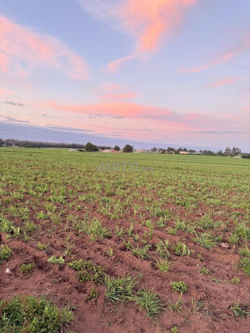 🌟 Terrain à vendre près de Sidi Rahal Chatai 🌟
