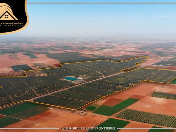 Ferme à Tamalalt, 59 000 oliviers + 5 puits, Marrakech : à vendre