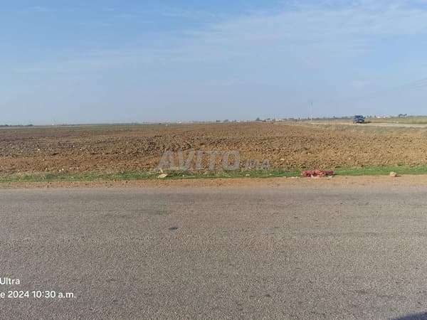 عرض أرض زراعية للبيع القصر الكبير