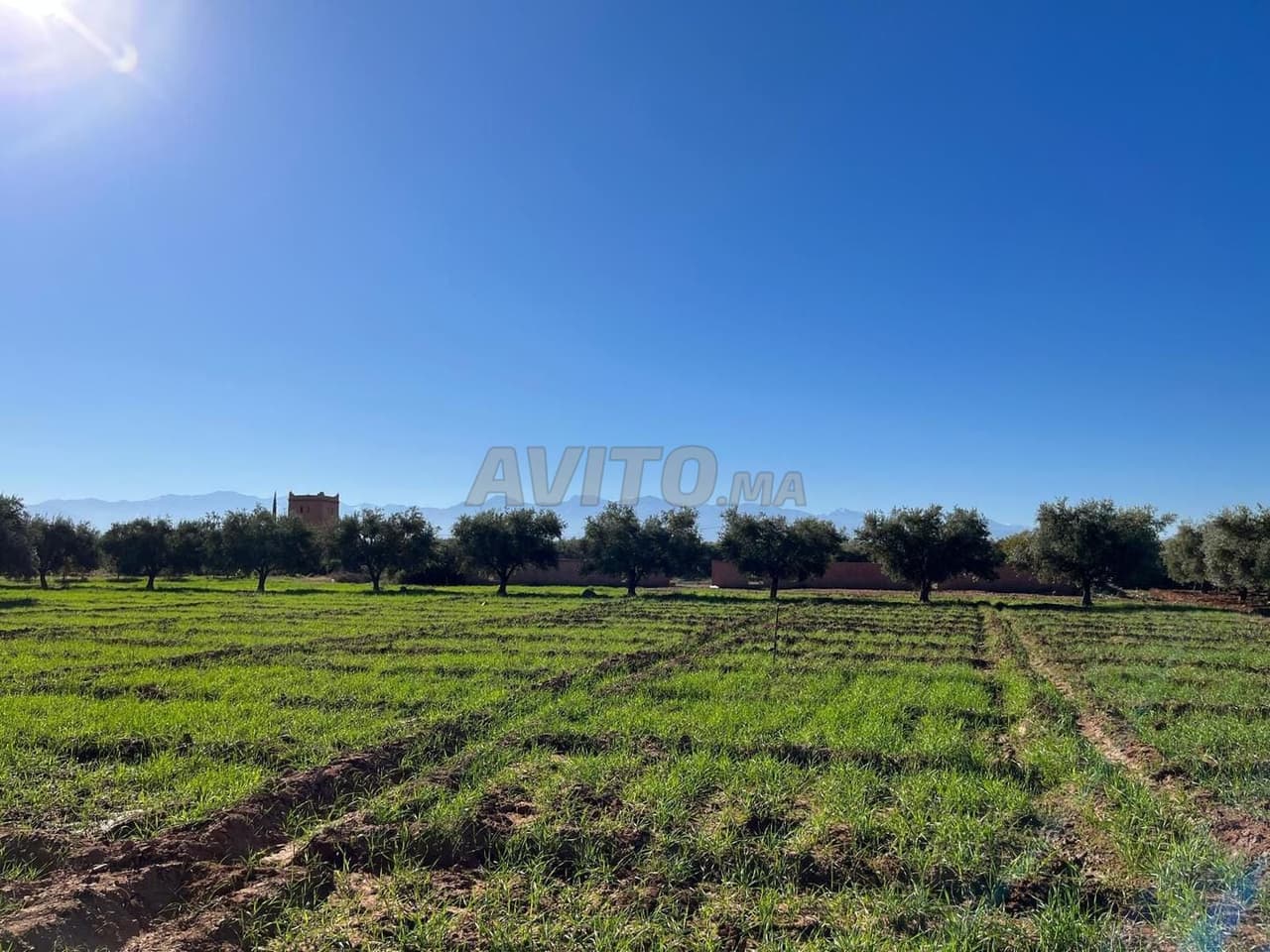 Grand terrain de 2,4 hectares avec oliveraie
