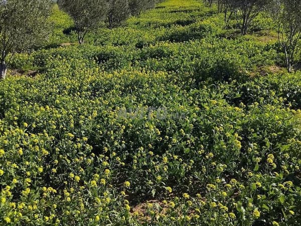 À vendre Propriété agricole de 15 hectares oliviers