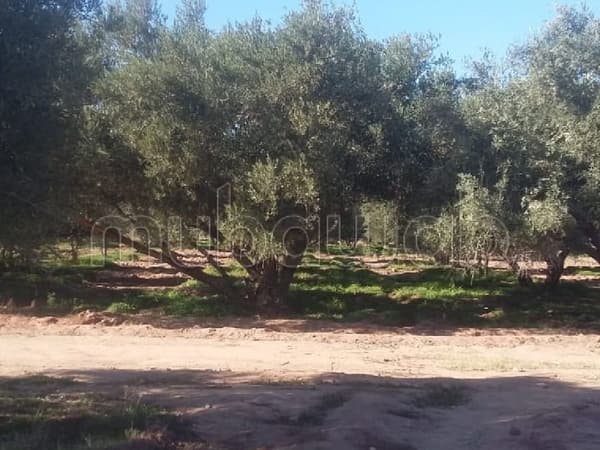 Une très bonne affaire rte Fès km20,4ha à 3.2M DH