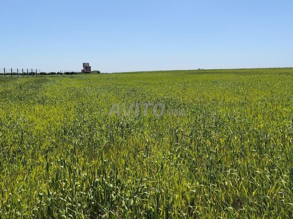 4 Hectares – Titre Foncier – 12 km Benslimane