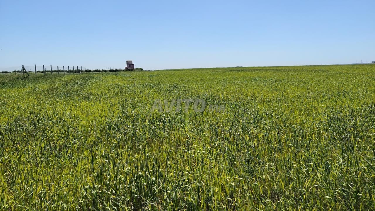 4 Hectares – Titre Foncier – 12 km Benslimane