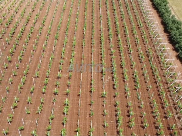 Ferme équipée Vignes avec maison région Meknes