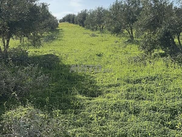 Cinq hectares d'oliviers, une aubaine