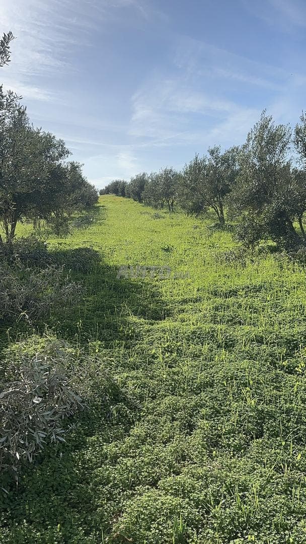 Vijf hectare olijfbomen, een koopje