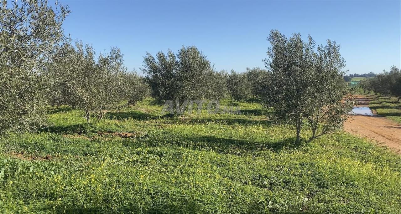 Cinque ettari di uliveti ad Aïn Johra Tiflet