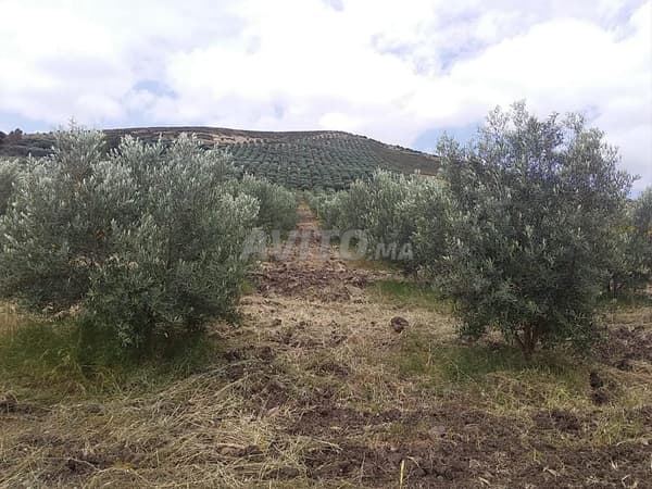 Ferme d'olivier à vendre