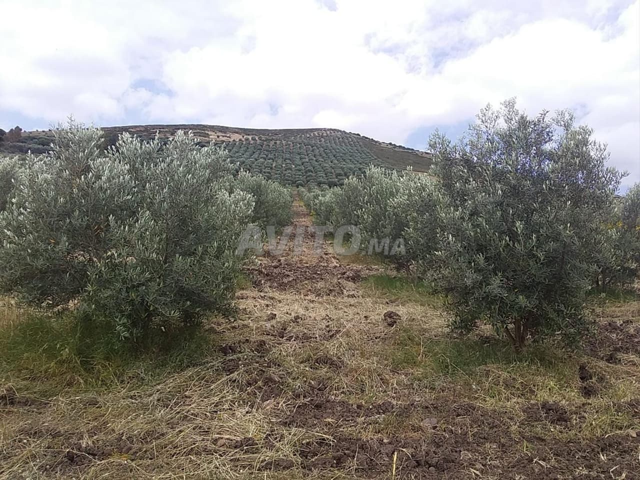 Ferme d'olivier à vendre