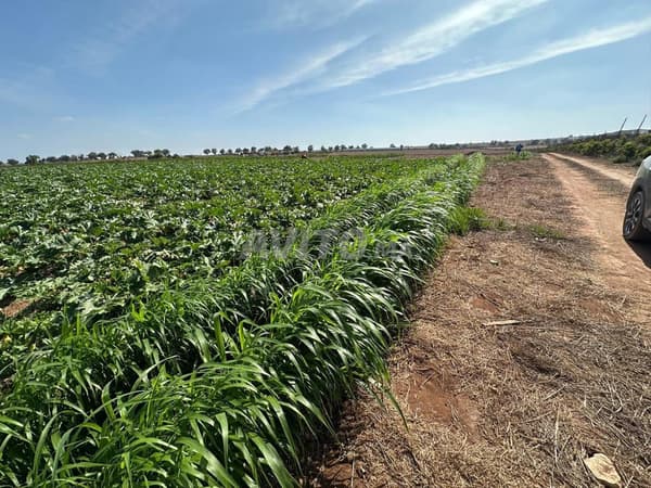Opportunity for sale – Agricultural farm 11 hectares