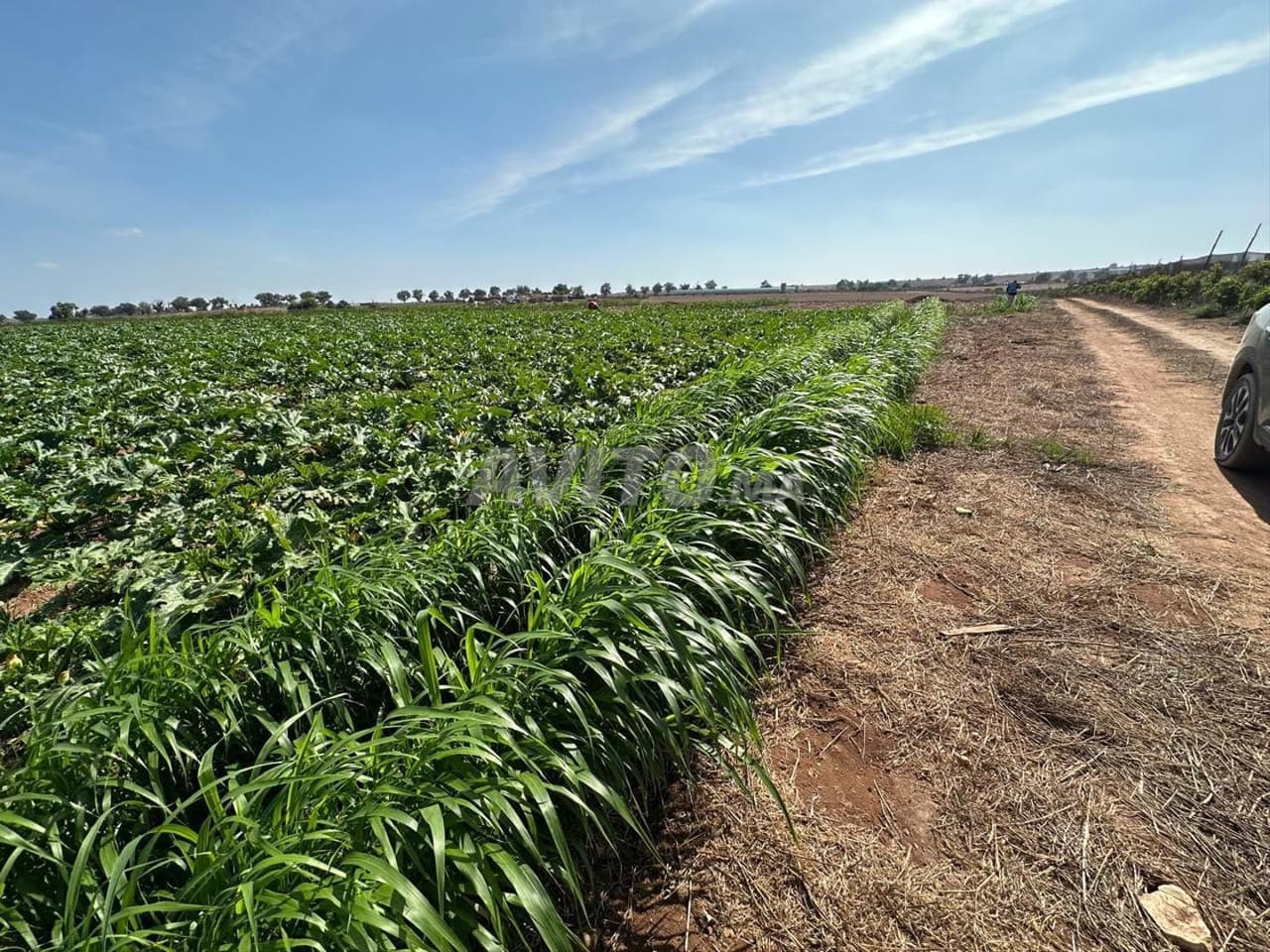 Opportunity for sale – Agricultural farm 11 hectares