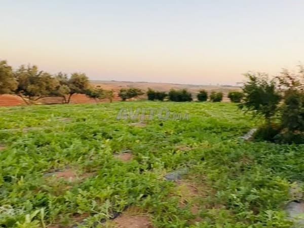 Quatre hectares titrés avec maison, puits et pastèques