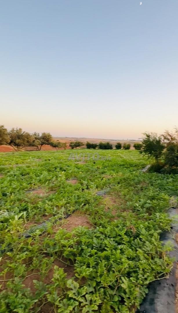 Quatre hectares titrés avec maison, puits et pastèques