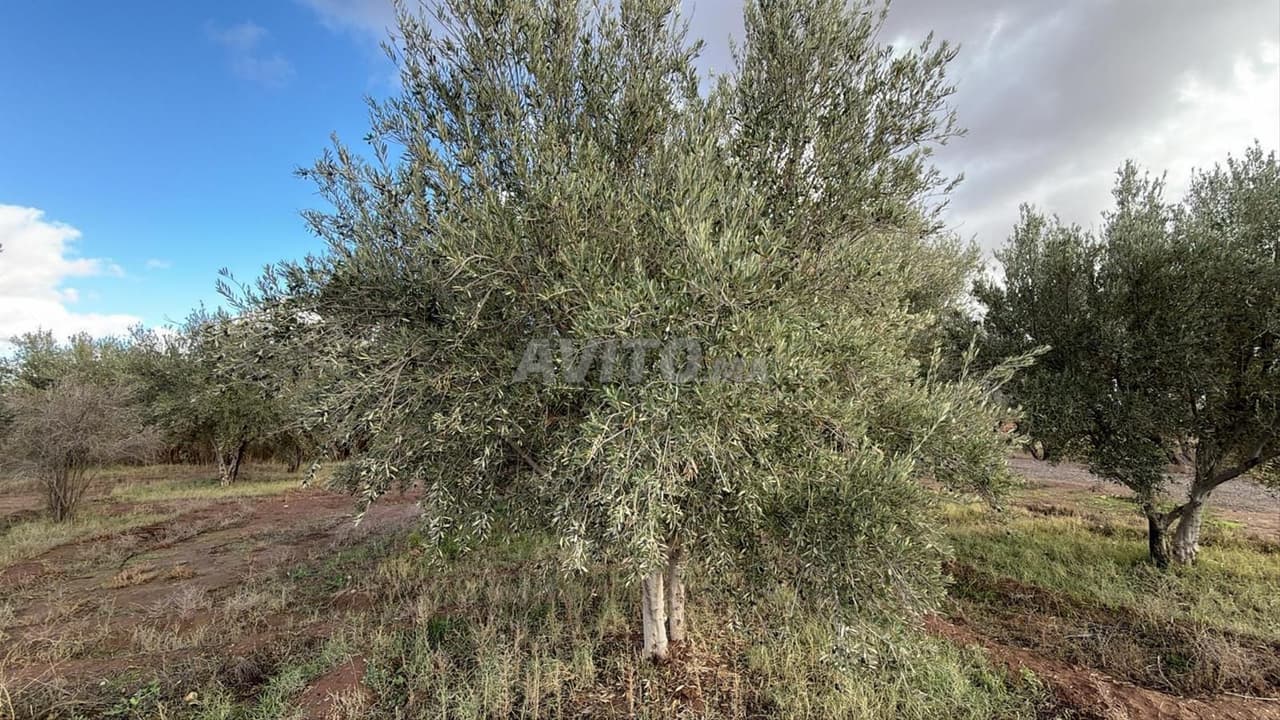 Exceptional 4 hectare land with 400 olive trees