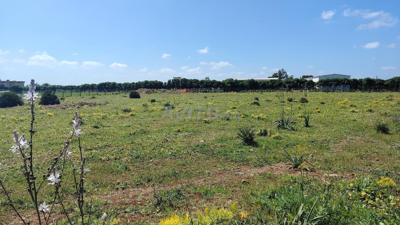 Terrain 1 Ha titré – Forme Carrée & Vue Forêt –