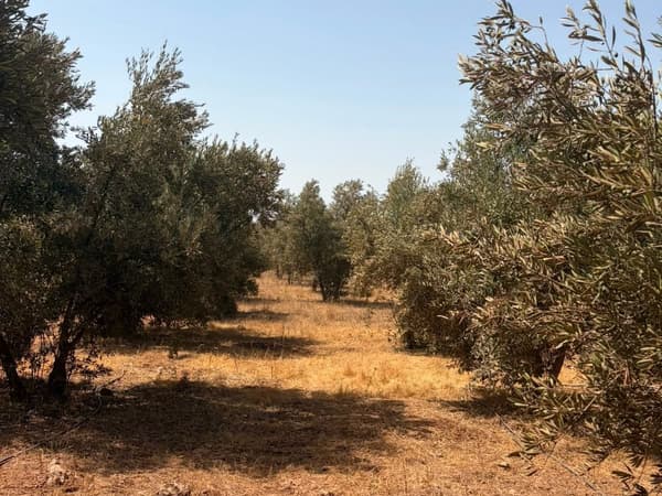 Terrain agricole 16291 m² à vendre à Benslimane Zone Industrielle Benslimane