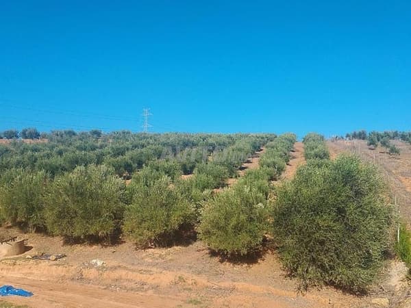 Terrain 6500m² avec puits, plein d'oliviers, à 9km de Tiflet