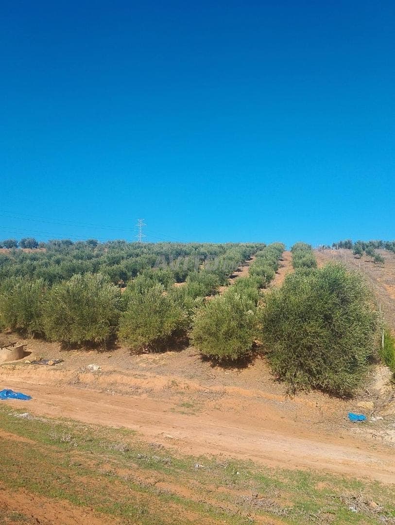 Terrain 6500m² avec puits, plein d'oliviers, à 9km de Tiflet