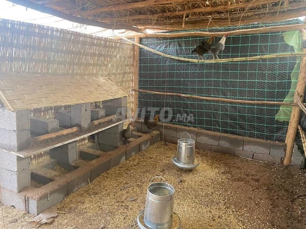 Agricole 8000m² Sidi Abdellah Ghiat Marrakech