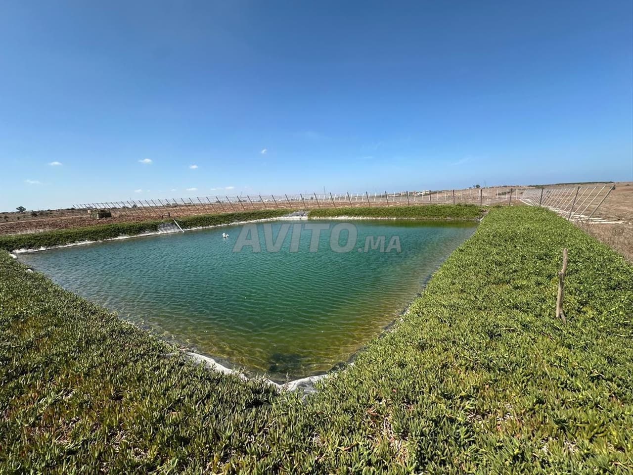 farm 11 hectares Azemmour Ouled Rahmoune DEAL